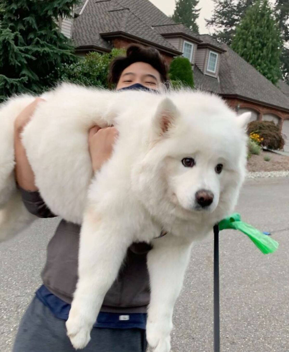 fluffy white samoyed being held up by a man