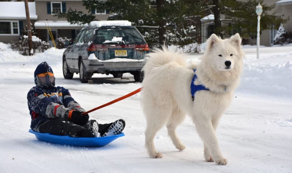 fluffy white samoyed pulling someone on a sled