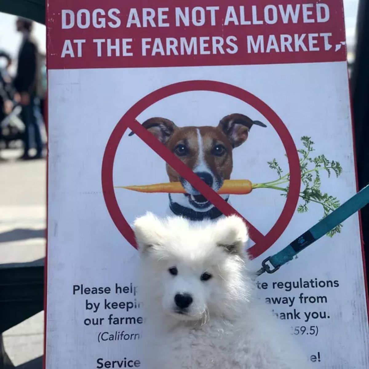 fluffy white samoyed puppy sitting by a sign saying DOGS ARE NOT ALLOWED AT THE FARMERS MARKET