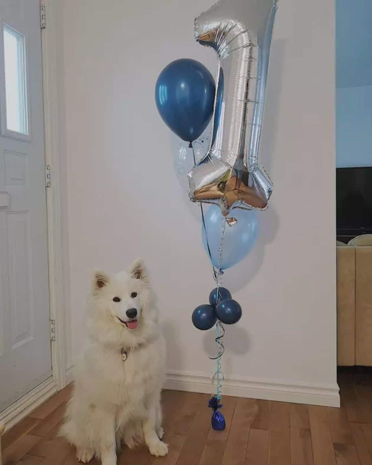 fluffy white samoyed sitting next to some blue balloons and a large silver 1 balloon