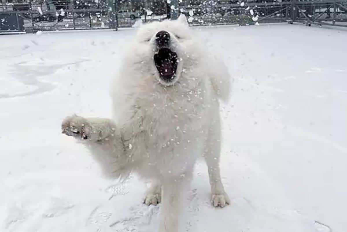 fluffy white samoyed standing in snow with one paw raised and the mouth open