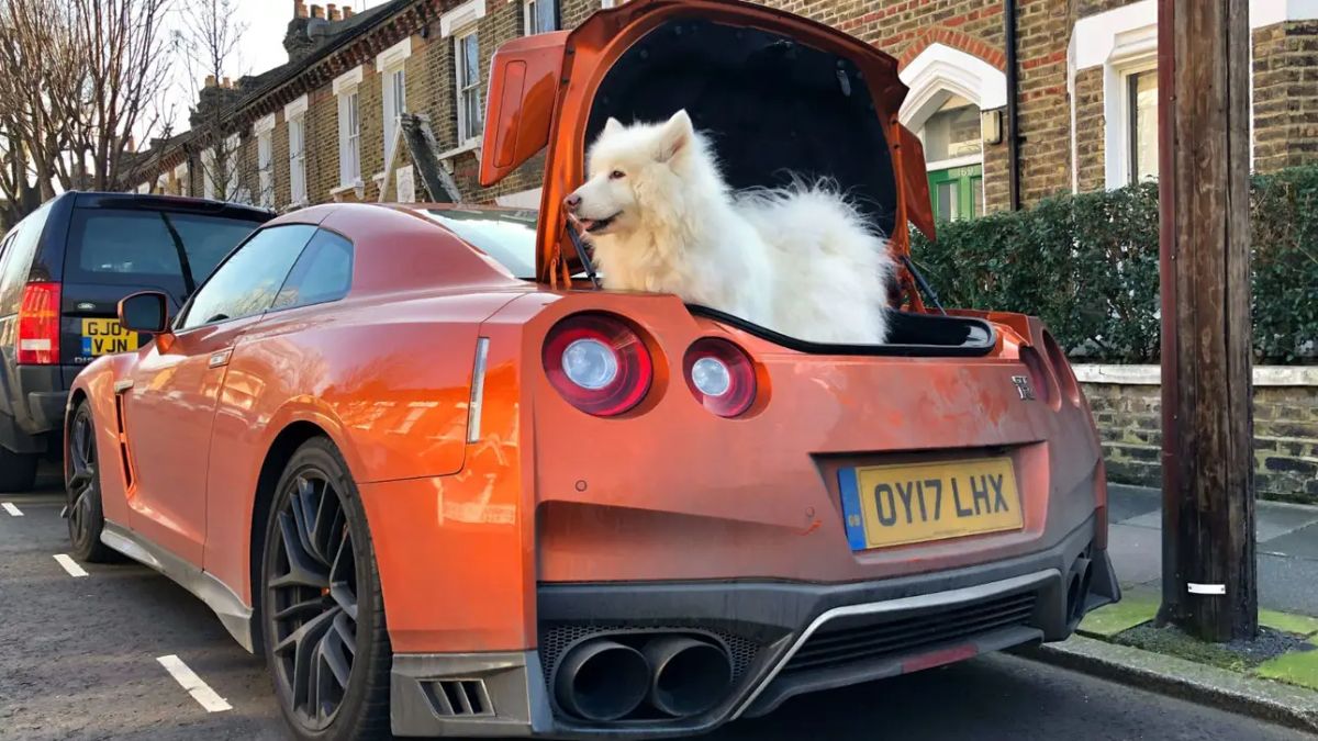 fluffy white samoyed standing in the back of a red sports car