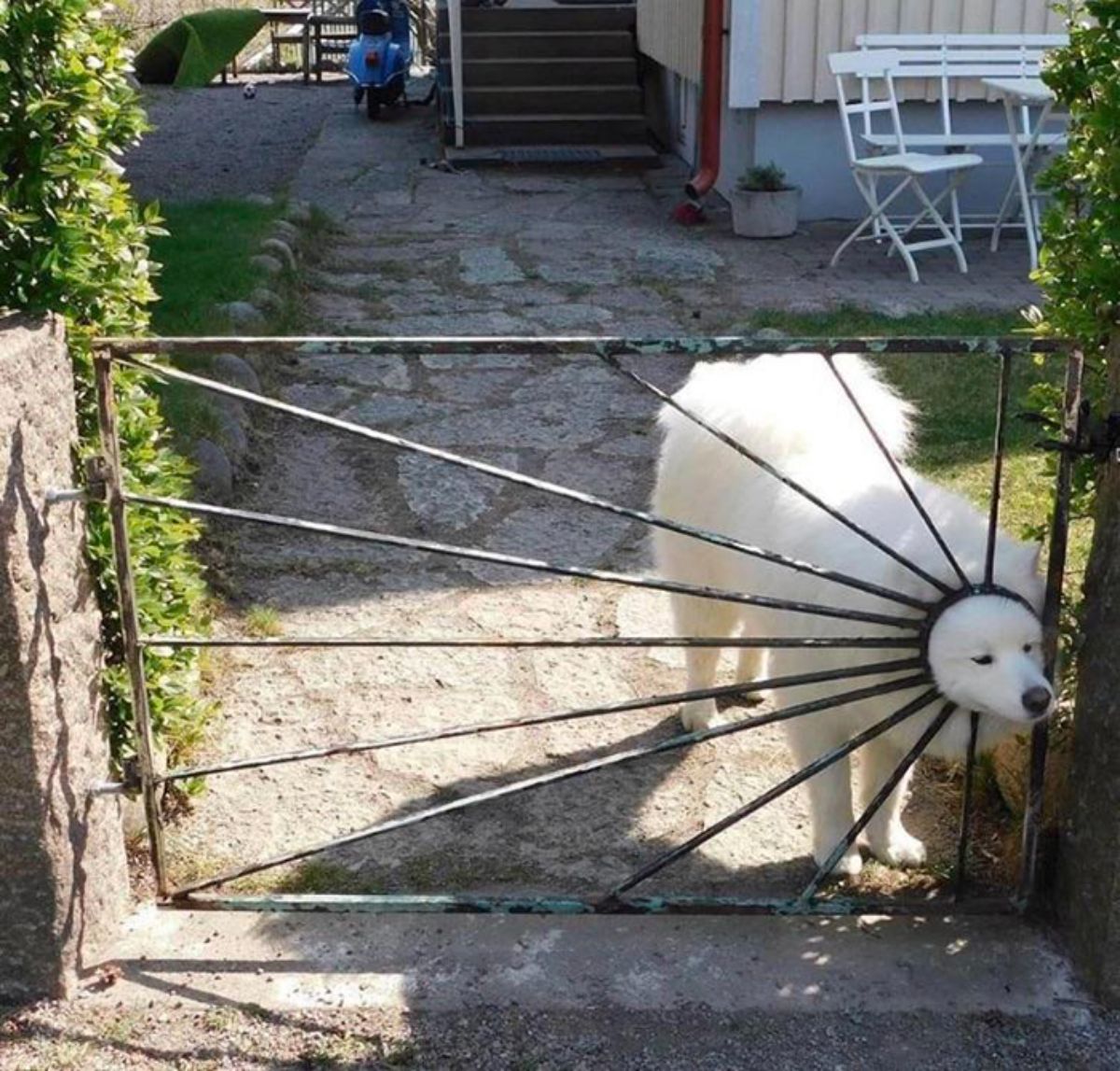 fluffy white samoyed sticking head through a hole in a gate that has a design of the sun and its rays