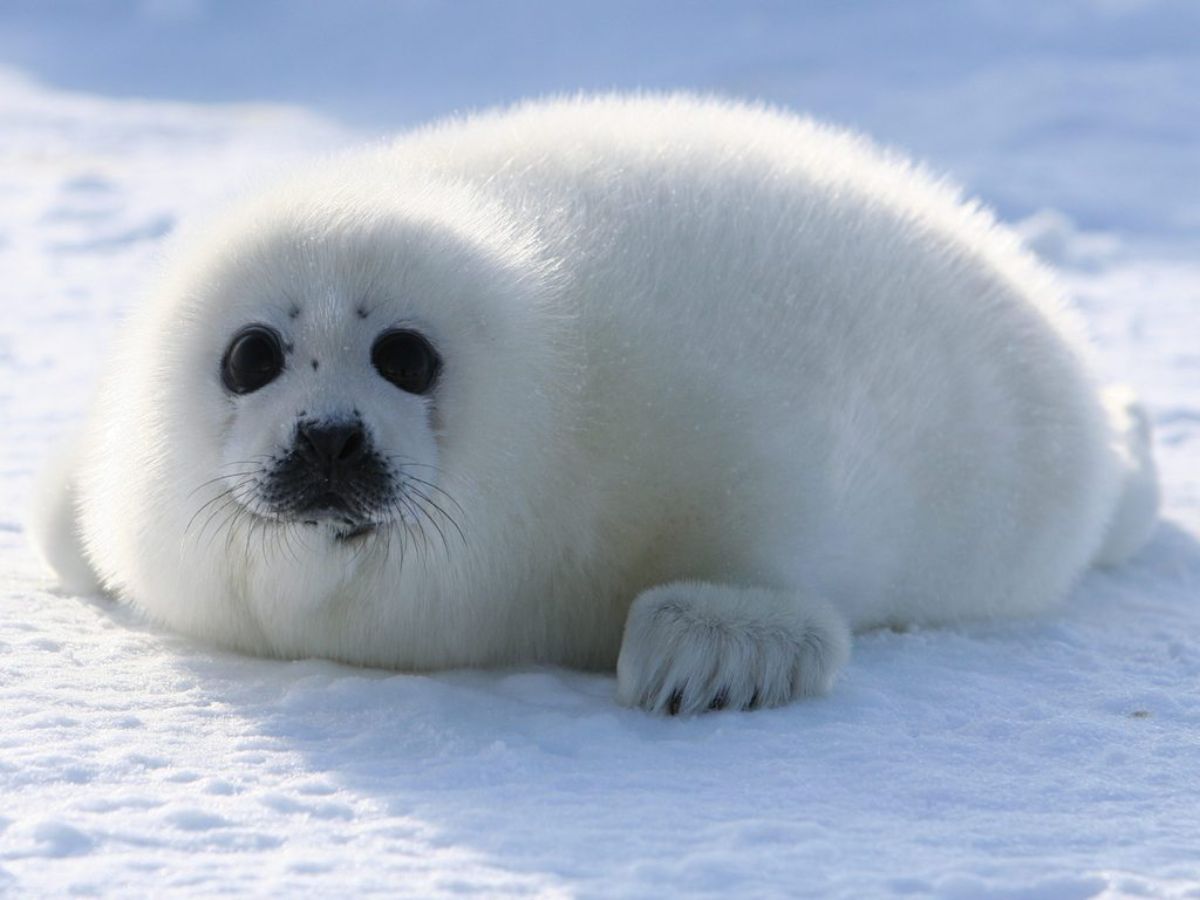 fluffy white seal pup laying on snow