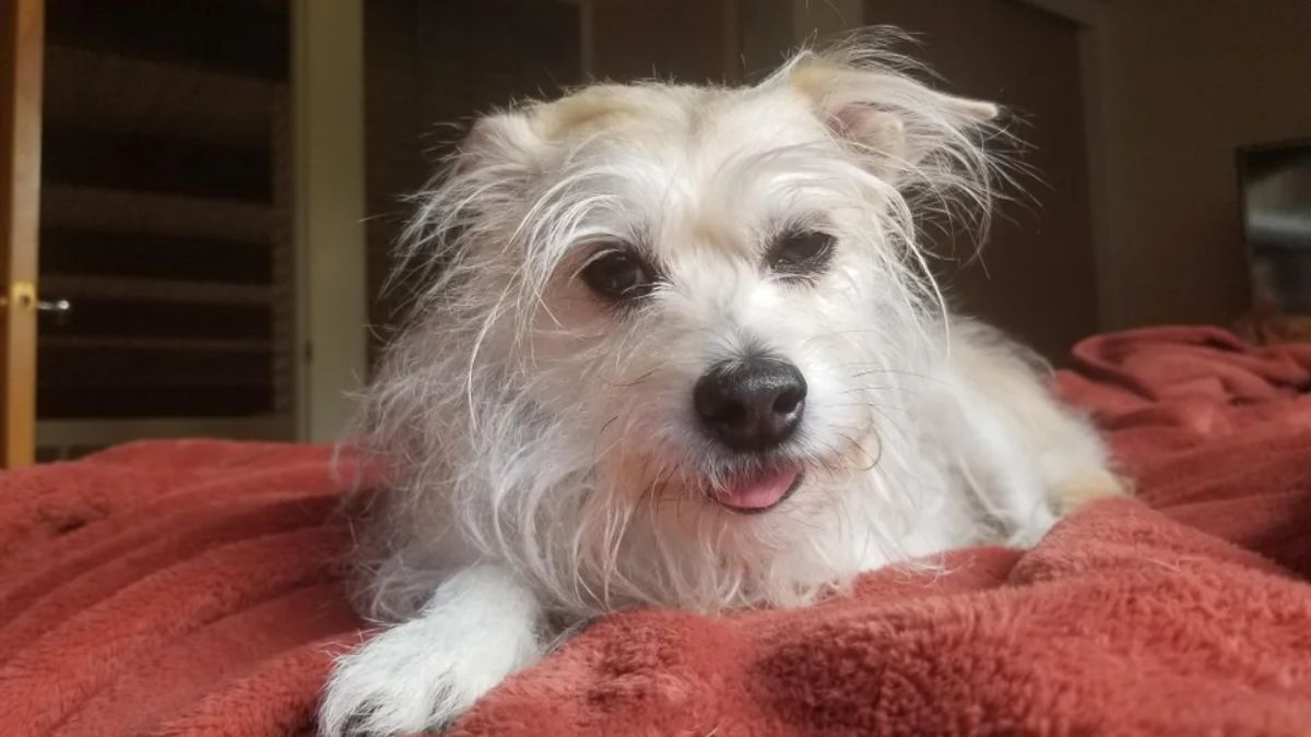 fluffy white small dog laying on a red bed with the tongue hanging out slightly