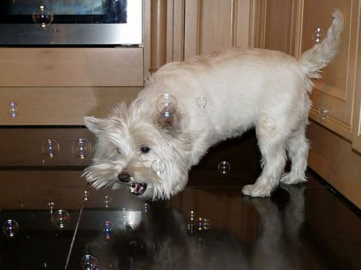fluffy white small dog trying to catch soap bubbles