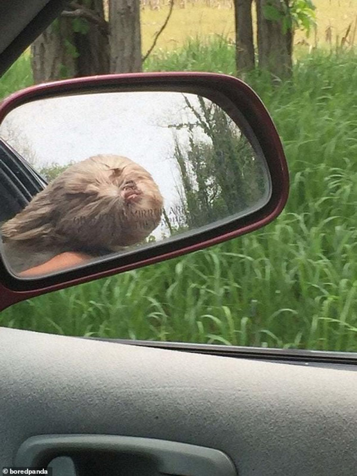 fluffy brown dog with head out of the window and the window blowing back seeing through the side mirror