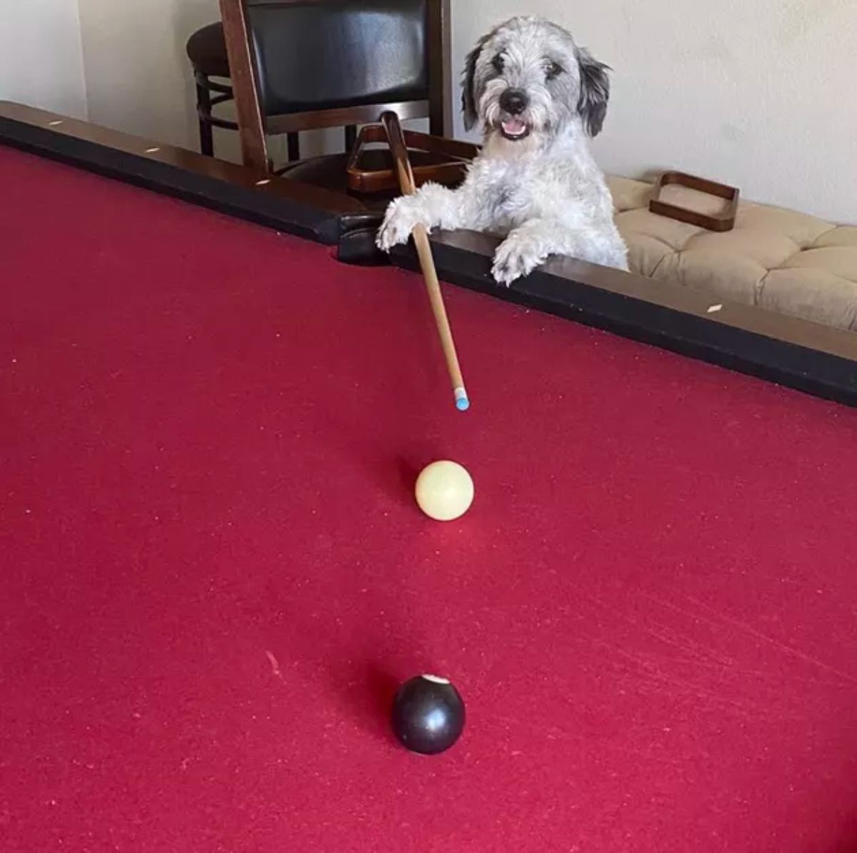 fluffy white and black dog standing on hind legs with front paws on a pool table and holding a pool cue