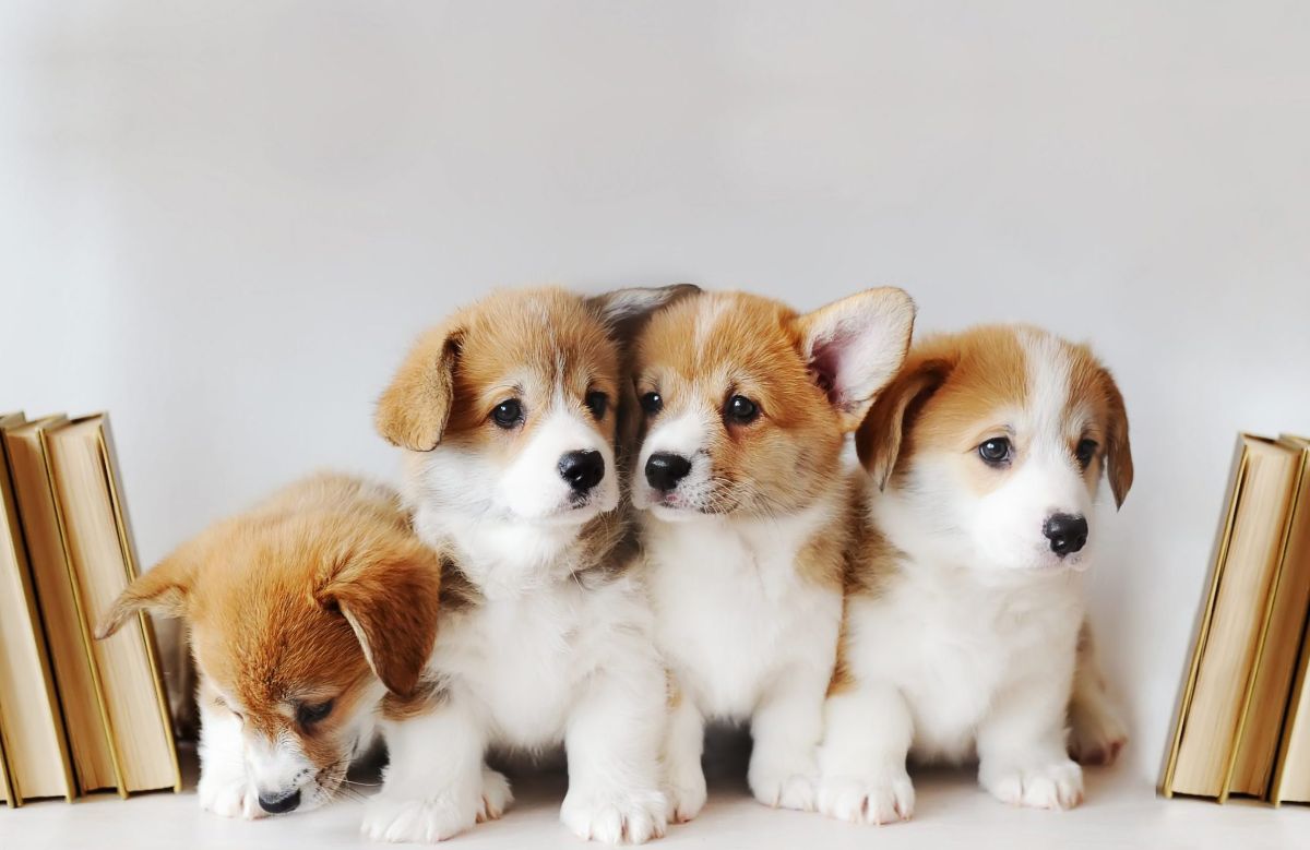 four brown and white puppies sitting on a table together
