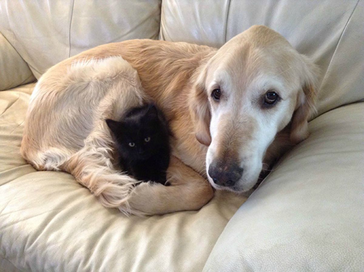 old golden retriever laying on a white sofa cuddling a black kitten