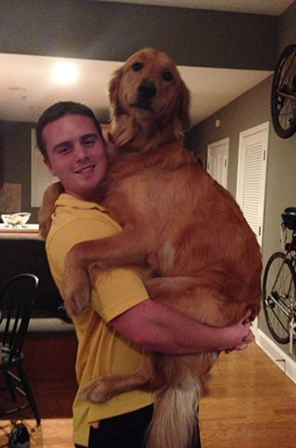 golden retriever being held up by a man