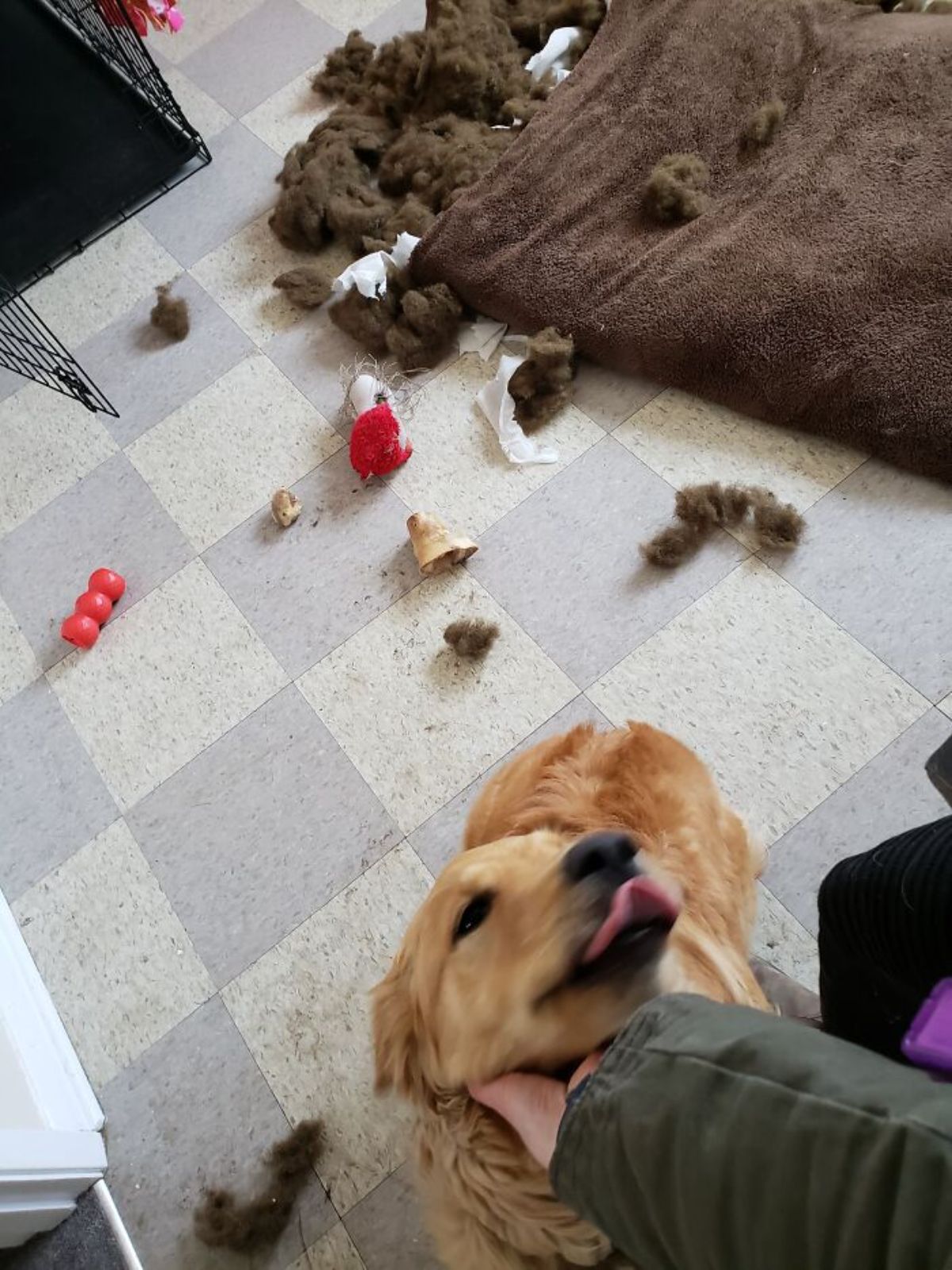 golden retriever being petted with a ripped up brown dog bed and toys behind the dog