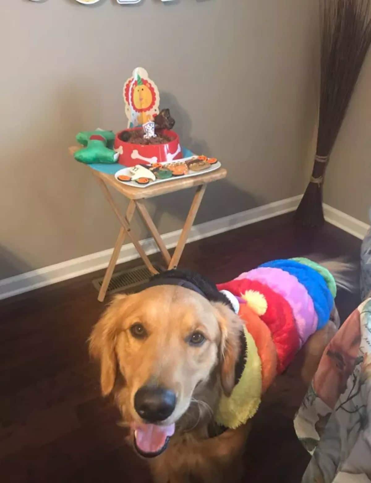 golden retriever in a rainbow shirt with a birthday cake behind it on a table
