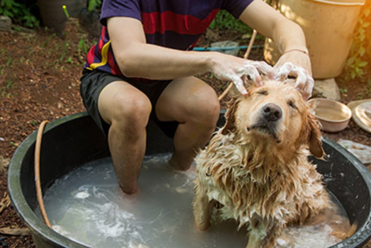 golden retriever in a silver metal tub getting bathed by someone