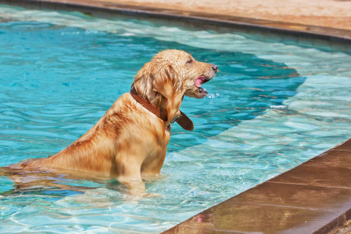 golden retriever in a swimming pool holding a red ball in its mouth