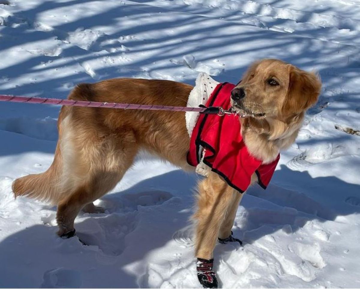 golden retriever in red and white coat and black boots and a pink leash standing on snow