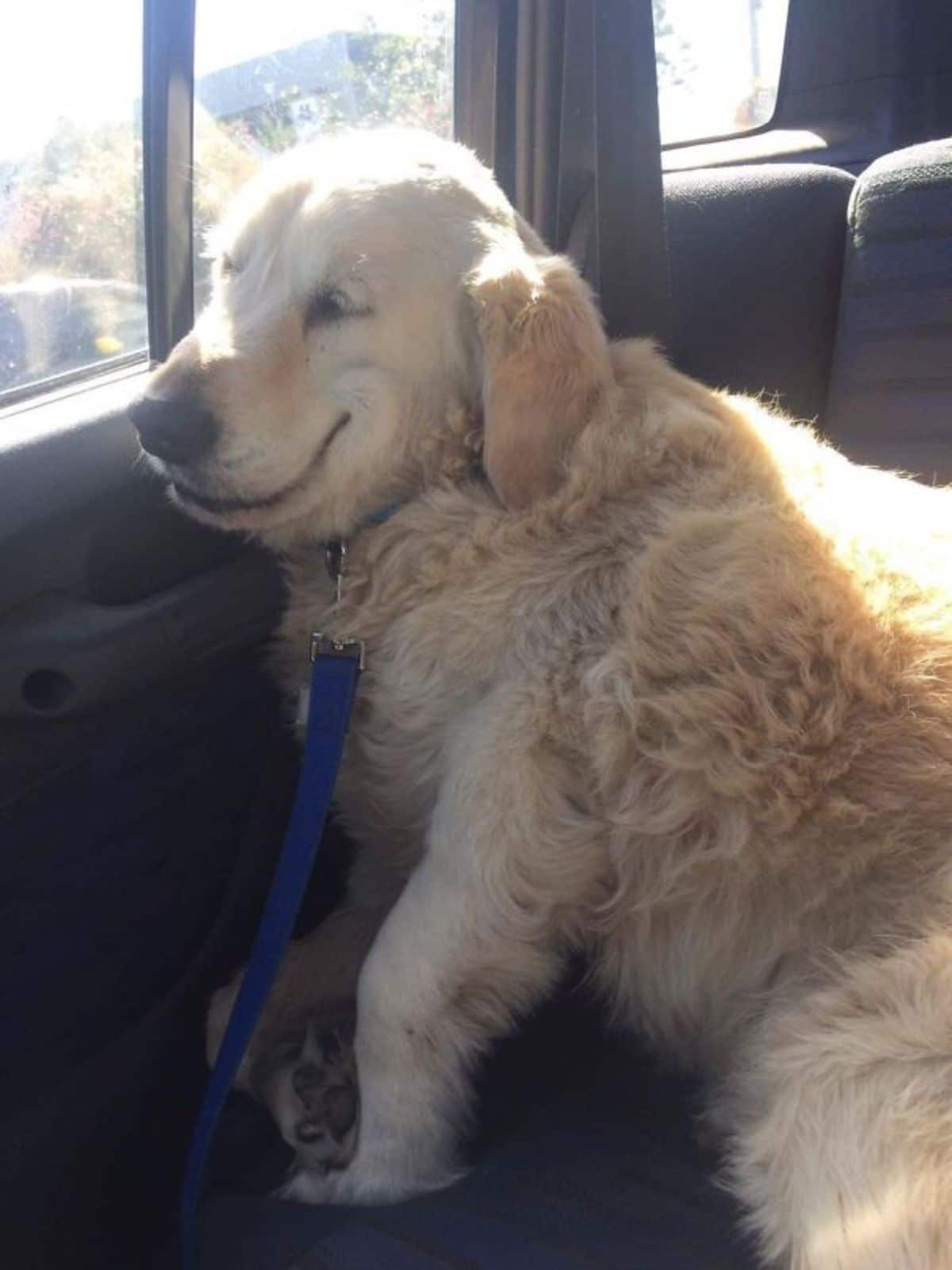 golden retriever laying against the car door and smiling