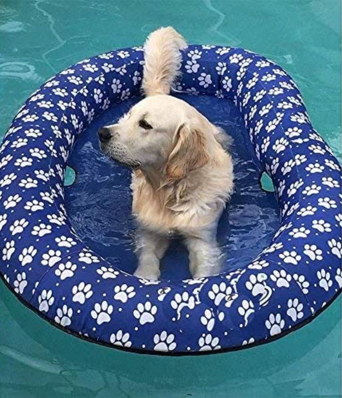 golden retriever laying on a blue and white pool float in a swimming pool