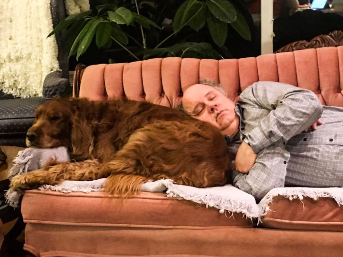 golden retriever laying on a white blanket on an orange sofa with an old man sleeping with his head on the dog's flank