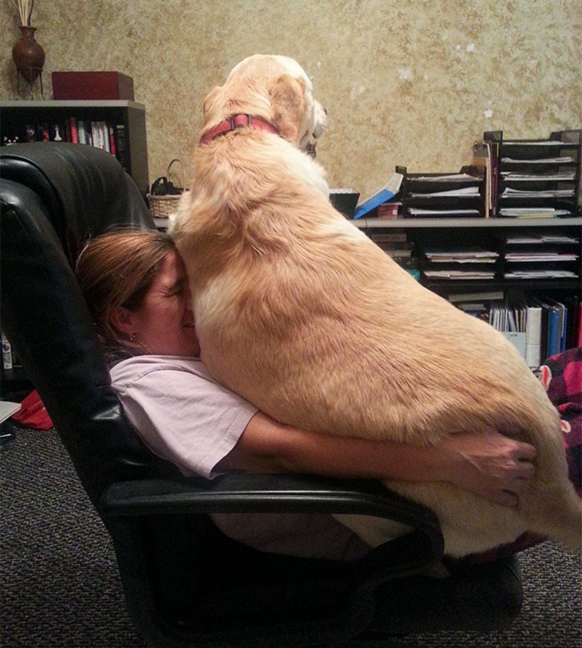 golden retriever laying on a woman sitting on a black chair and the dog is sitting on the woman's face