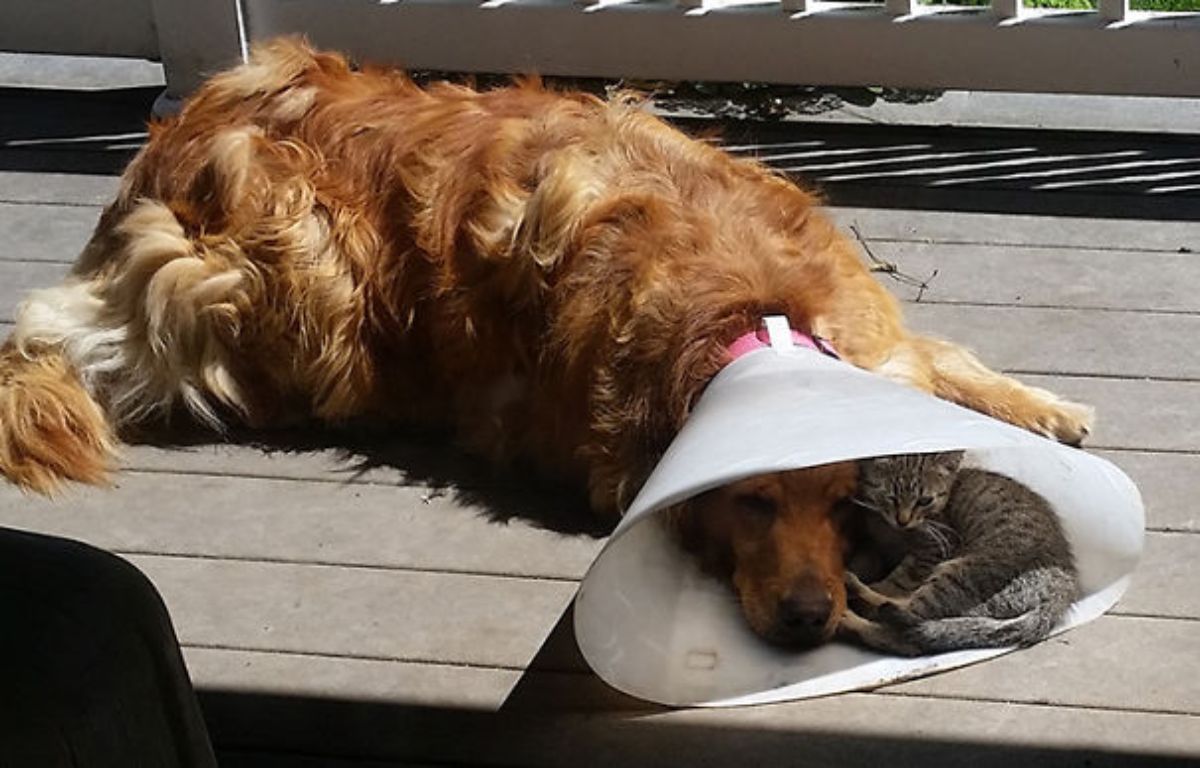 golden retriever laying on a wooden patio wearing a white cone collar with a grey kitten laying inside the cone