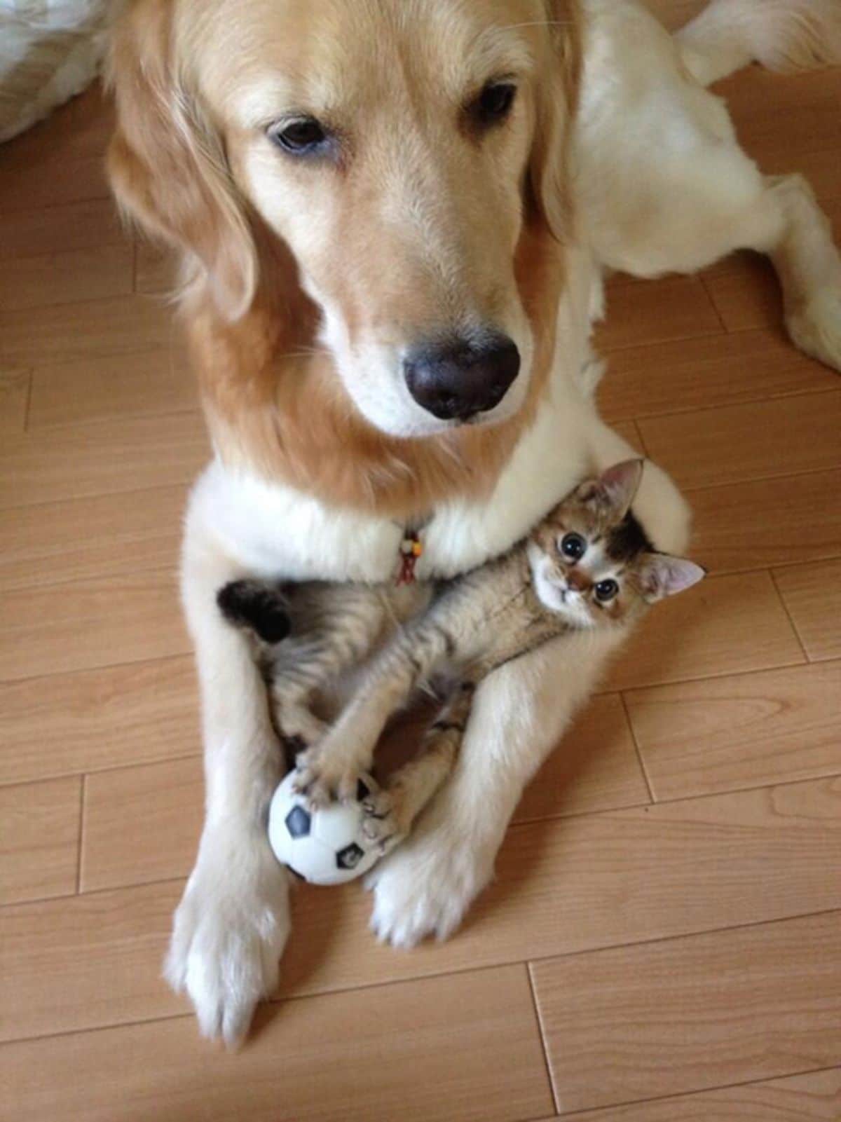 golden retriever laying on the floor with a brown white and black kitten laying belly up on the dog's stretched out front legs