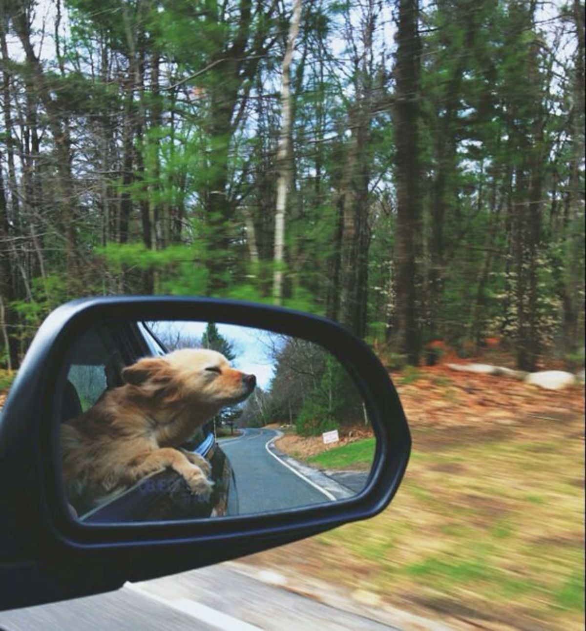 golden retriever leaning out of a moving car seen through a side mirror