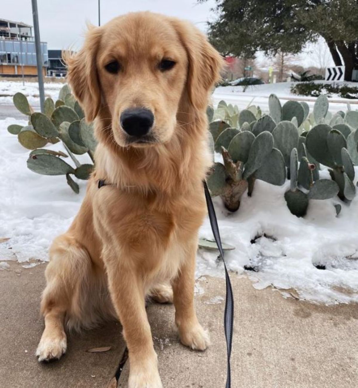 golden retriever on a leash sitting on sand next to a snowy area with cacti plants