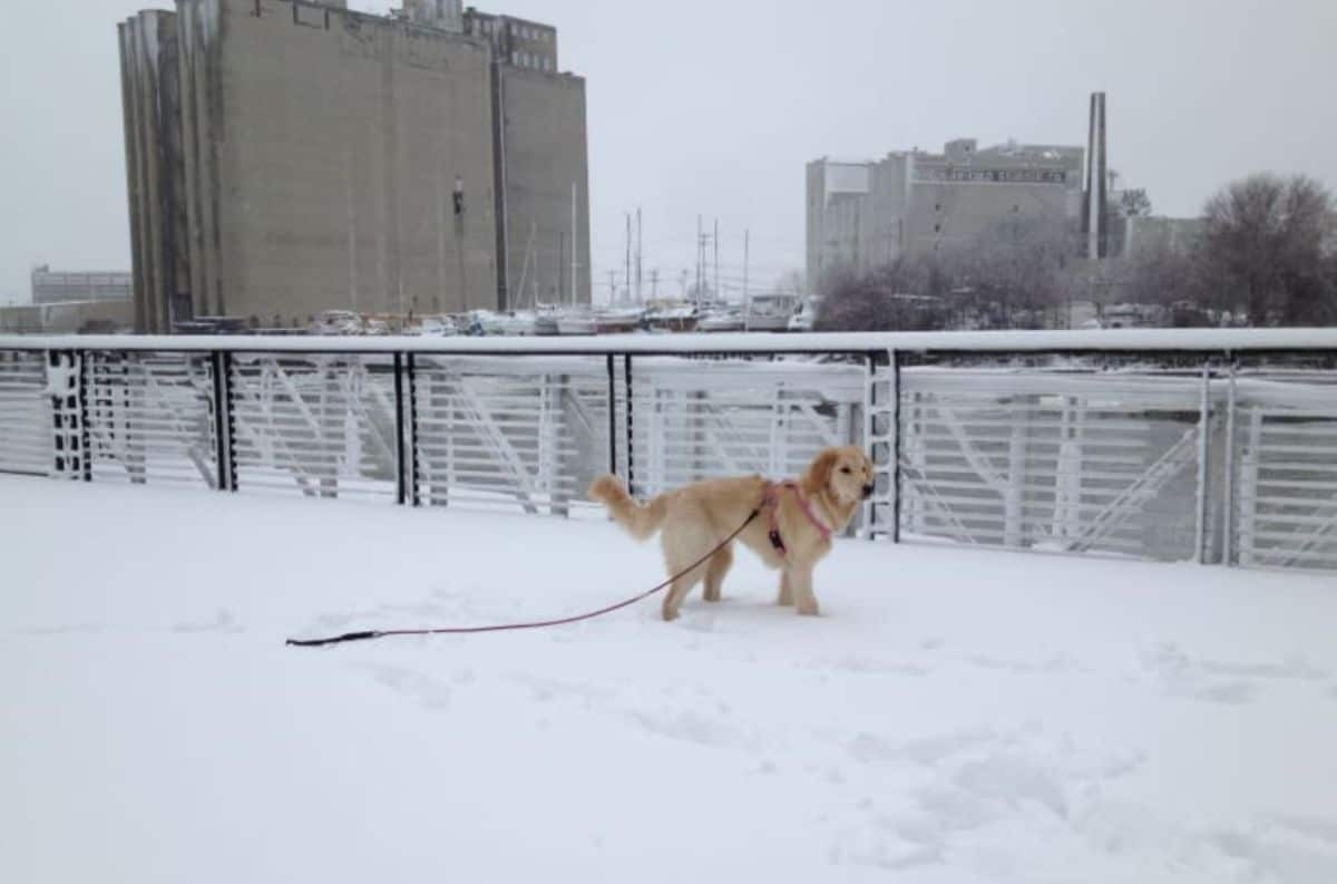 golden retriever on a leash standing in snow
