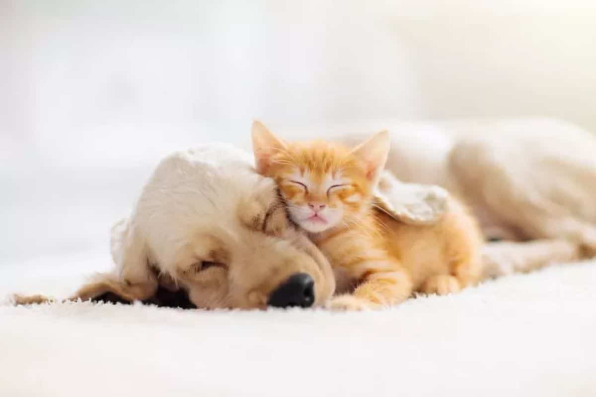golden retriever puppy and orange kitten cuddling and sleeping on a white blanket