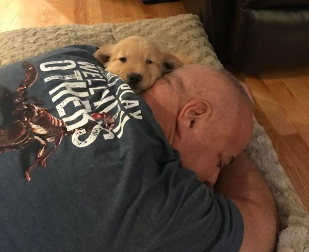 golden retriever puppy being cuddled by a man sleeping belly down