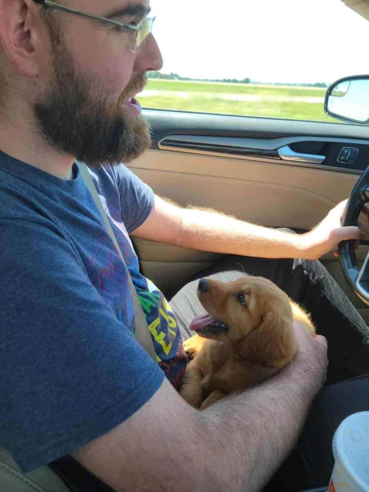golden retriever puppy being held on a man's lap while he's driving and the puppy is looking up at the man lovingly