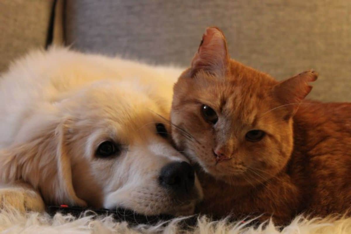 golden retriever puppy cuddling with an orange cat on a fluffy white blanket