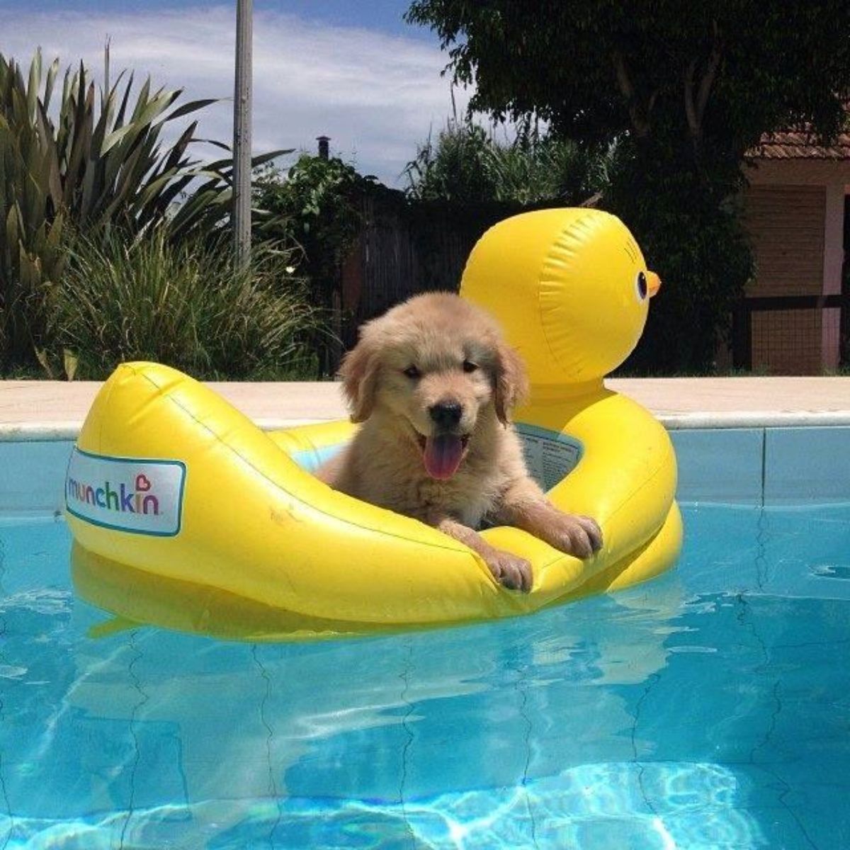 golden retriever puppy in a yellow duck pool float in a swimming pool