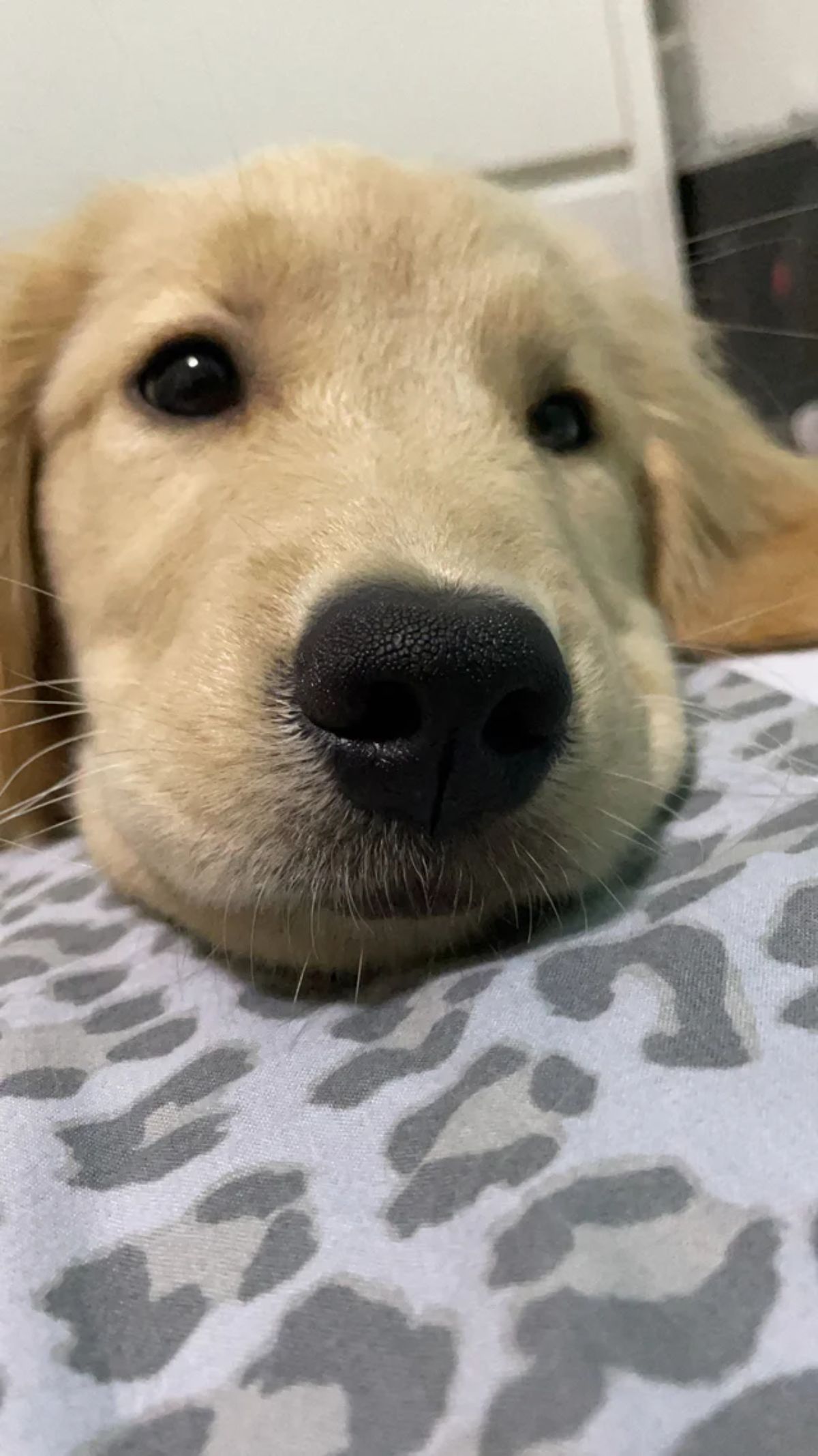 golden retriever puppy laying down on a white and grey blanket