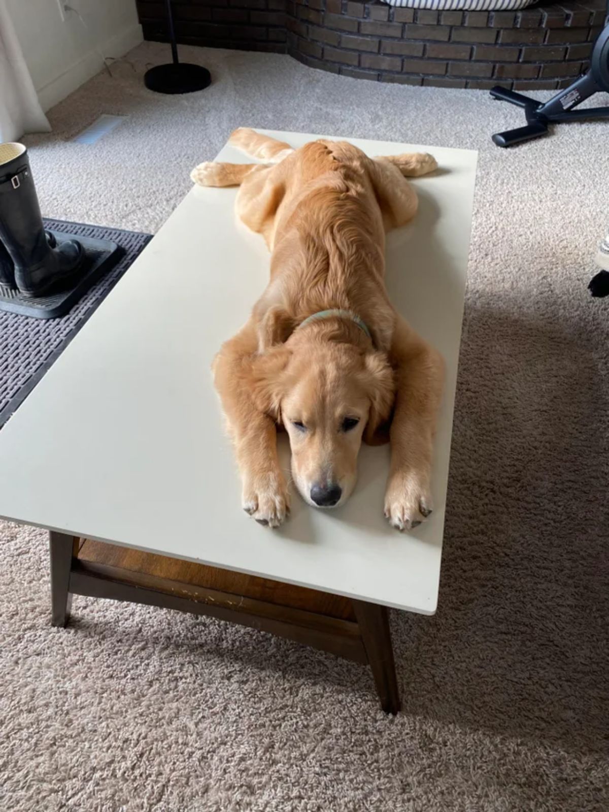 golden retriever puppy laying flat on a white rectangular table