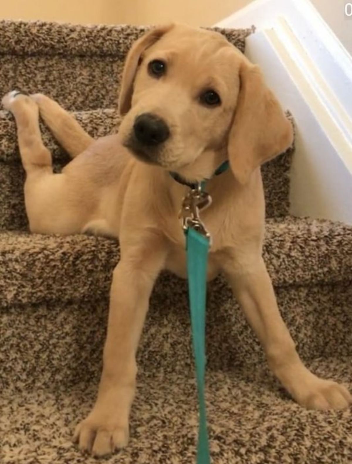 golden retriever puppy laying on brown stairs with the front legs on the bottom stair and the back legs draping behind the puppy