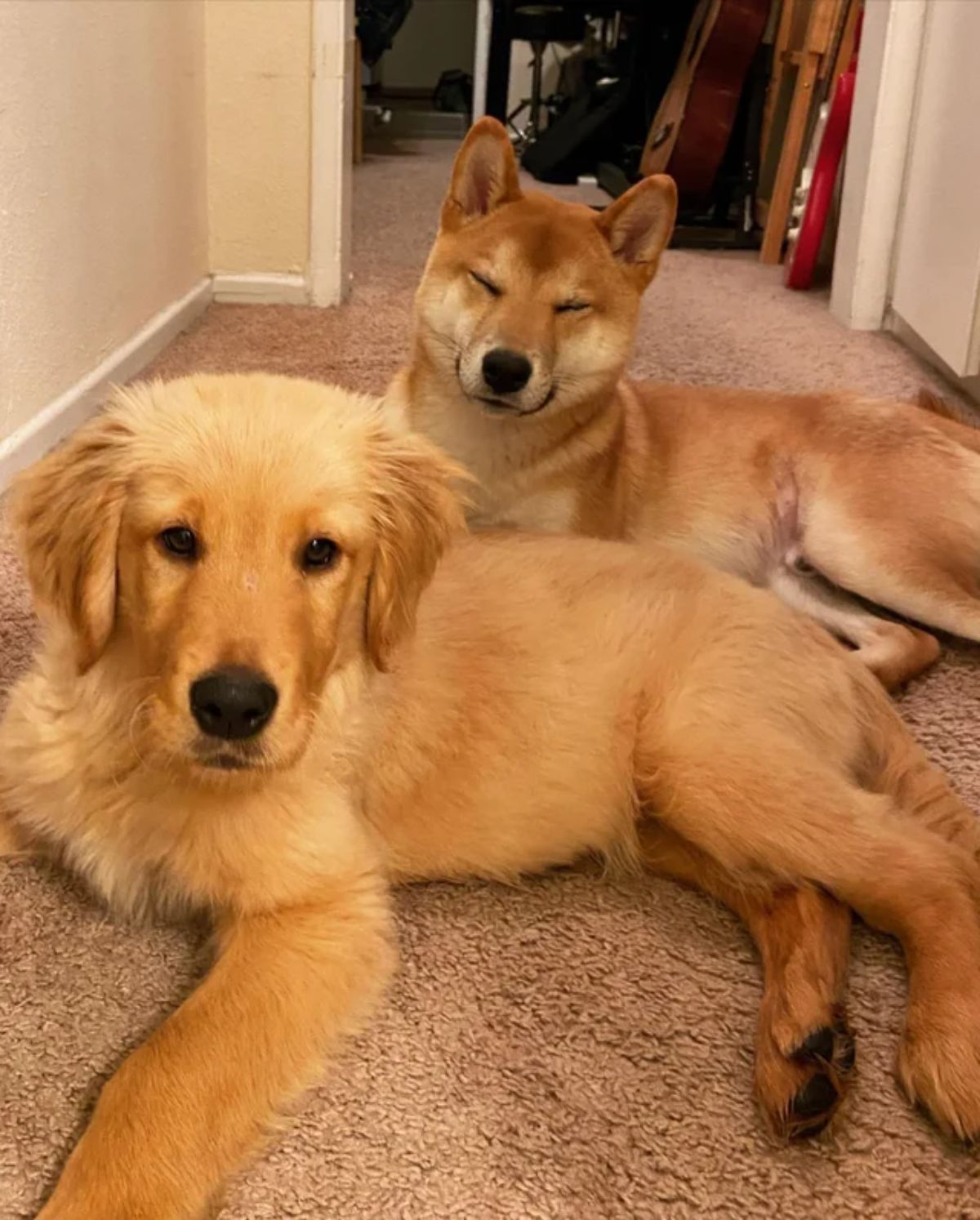 golden retriever puppy laying on the floor with a brown shiba inu puppy behind it