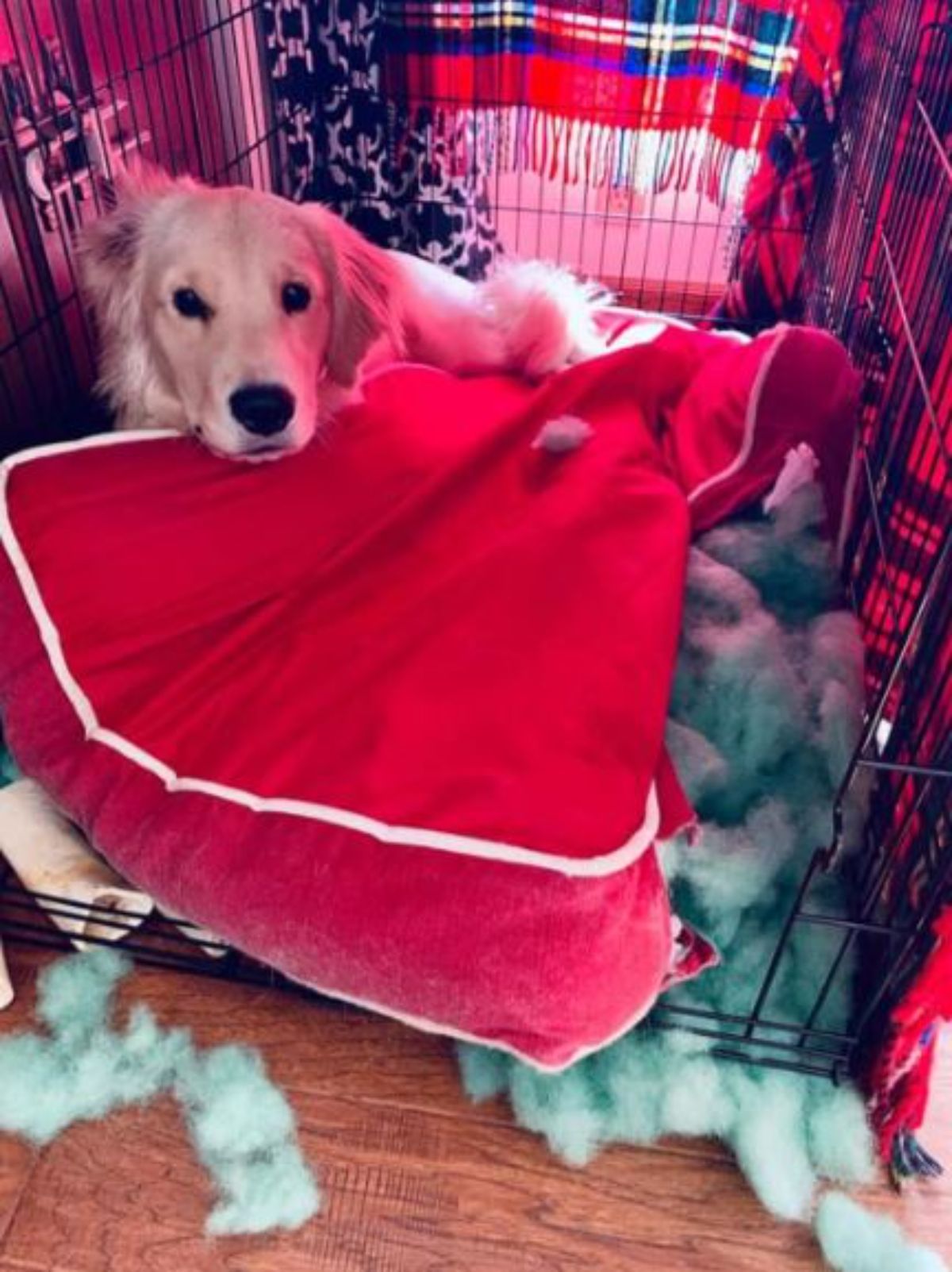 golden retriever puppy laying under a ripped up red dog bed