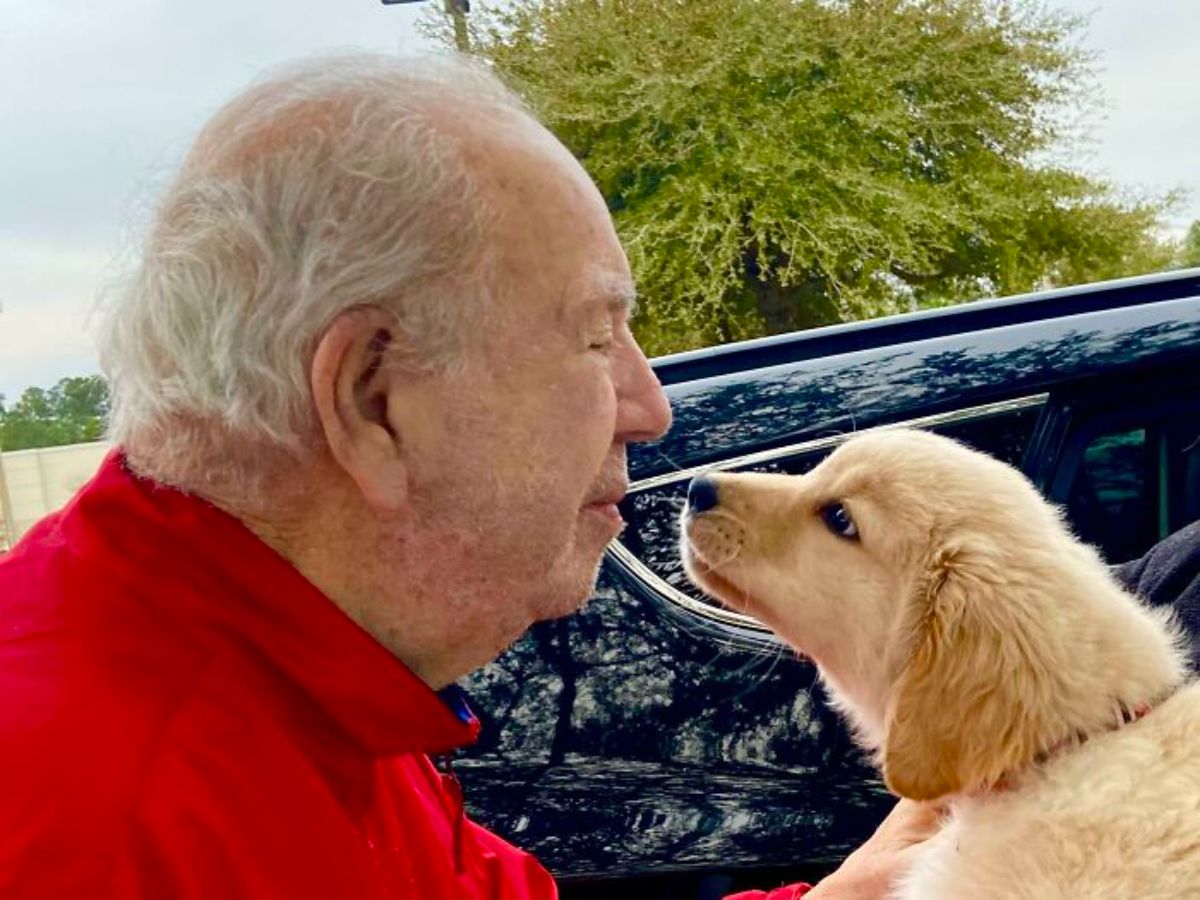 golden retriever puppy looking lovingly at an old man