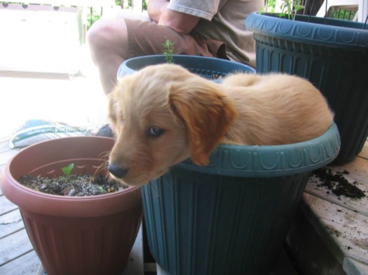 golden retriever puppy sitting inside a large blue pot