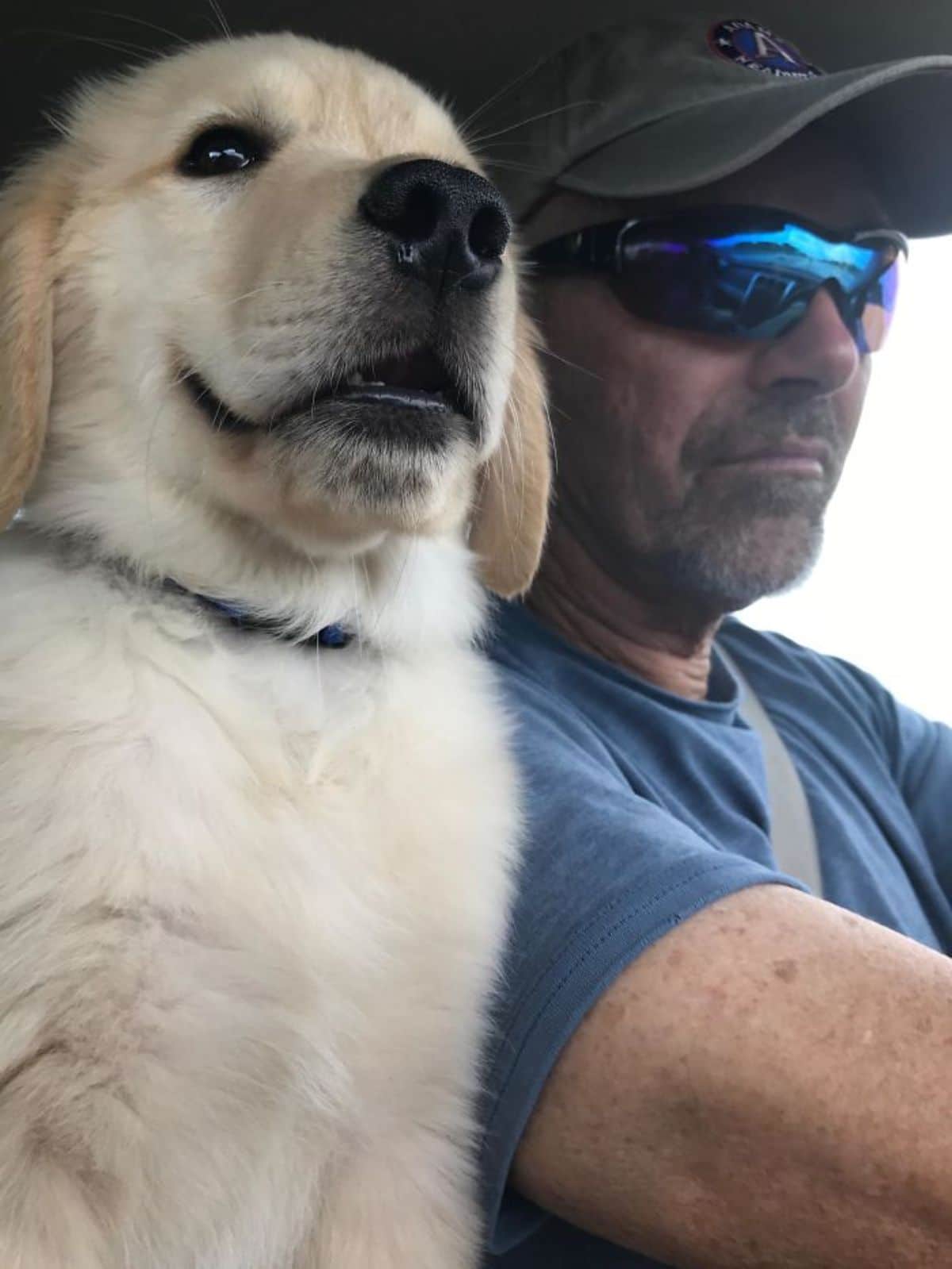 golden retriever puppy sitting next to a man inside a vehicle
