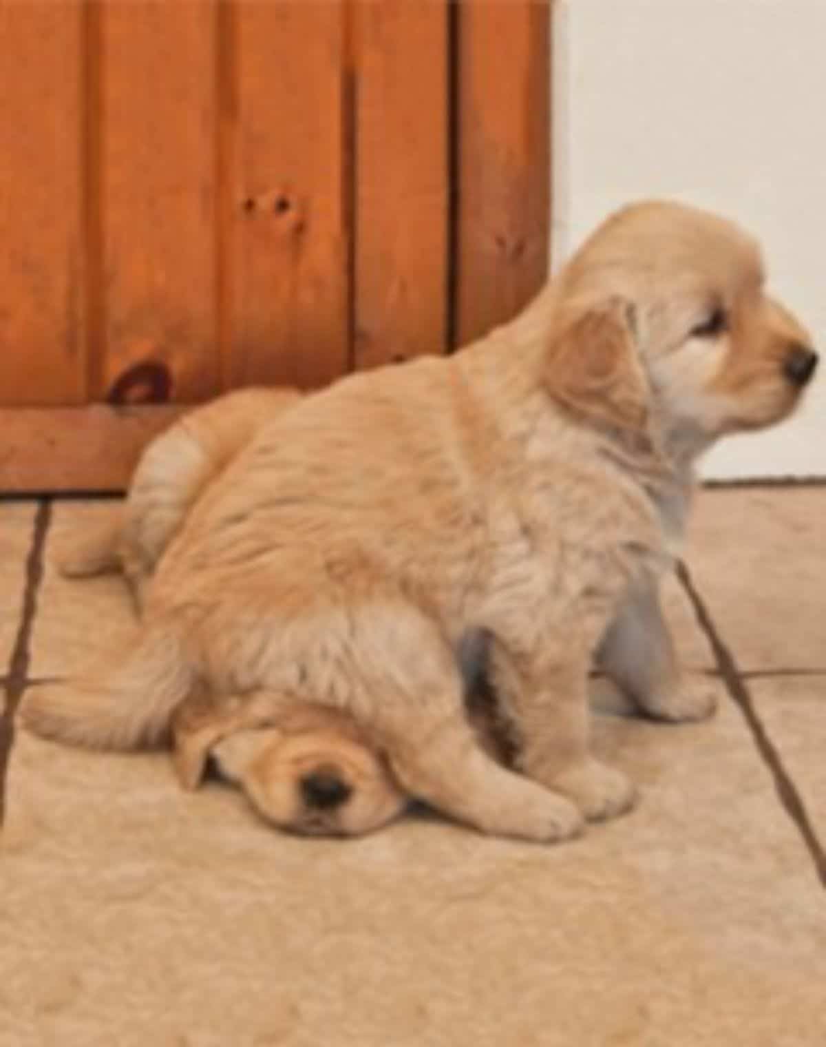 golden retriever puppy sitting on a golden retriever puppy's face