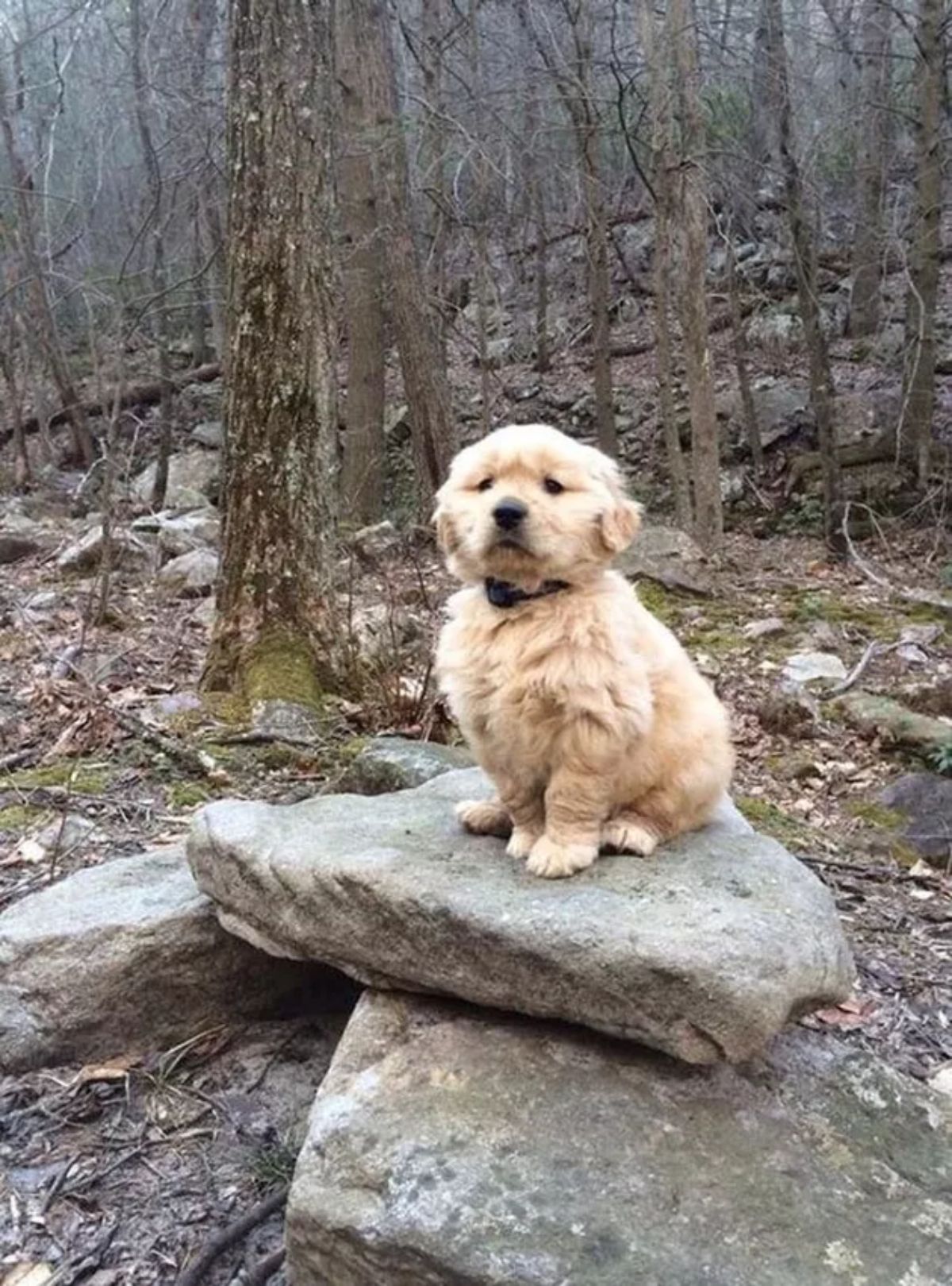 golden retriever puppy sitting on a rock in a forest