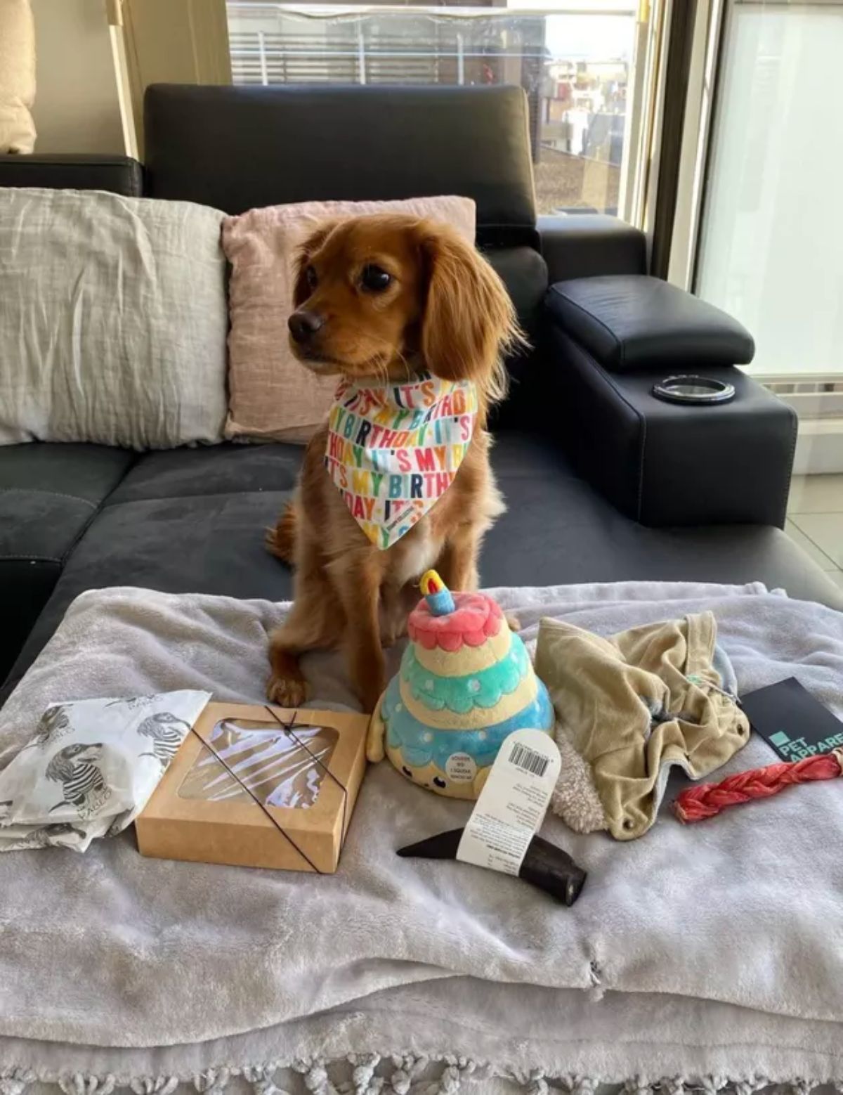 golden retriever puppy sitting with a birthday bandana and lots of gifts in front