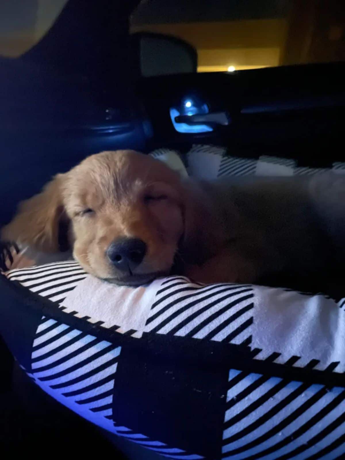 golden retriever puppy sleeping on a black and white dog bed