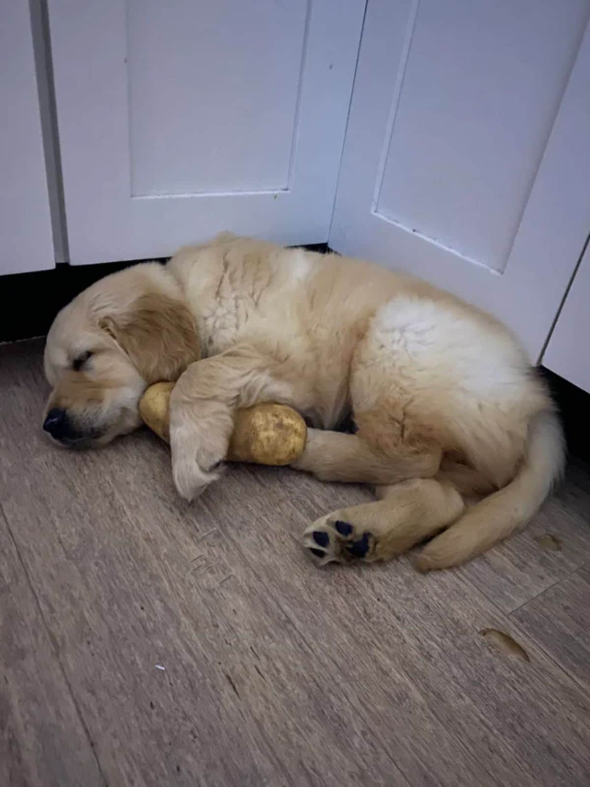 golden retriever puppy sleeping on the floor cuddling with a large potato