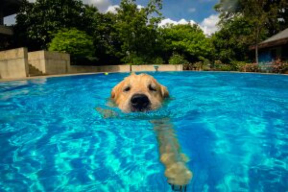 golden retriever puppy swimming in a pool.jfif