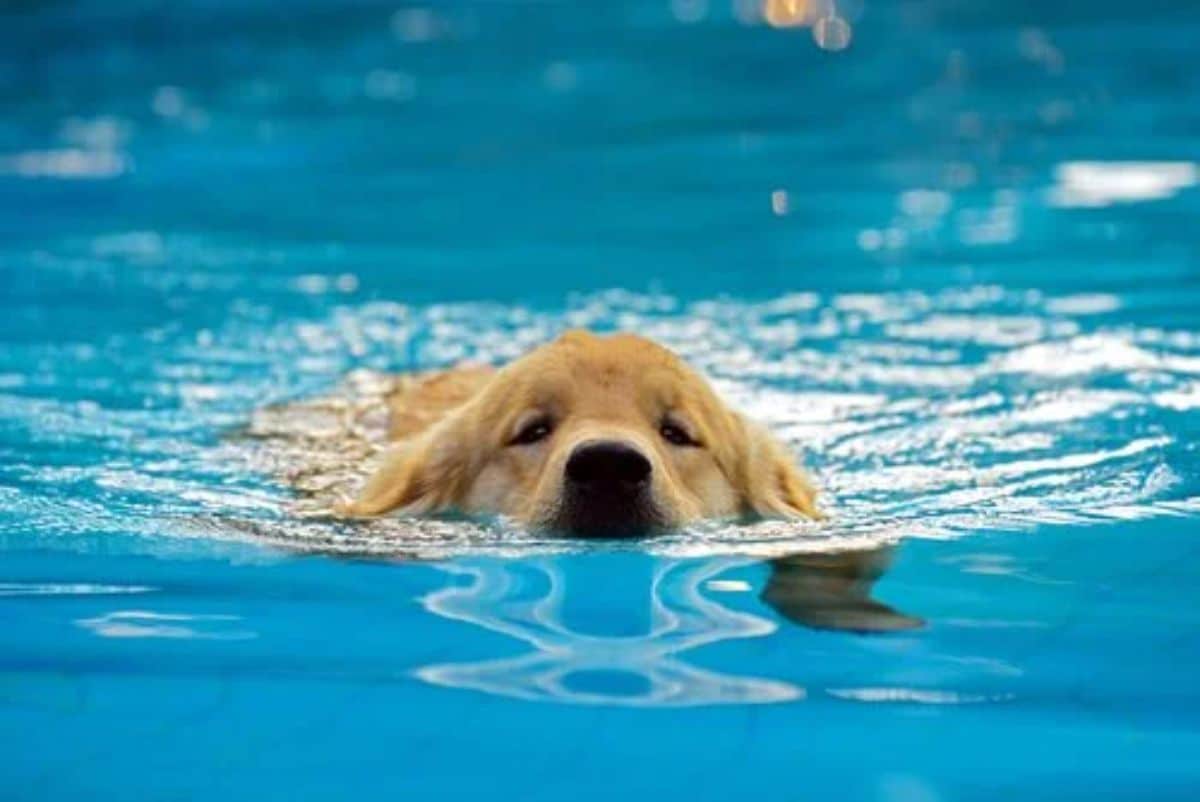golden retriever puppy swimming in a pool