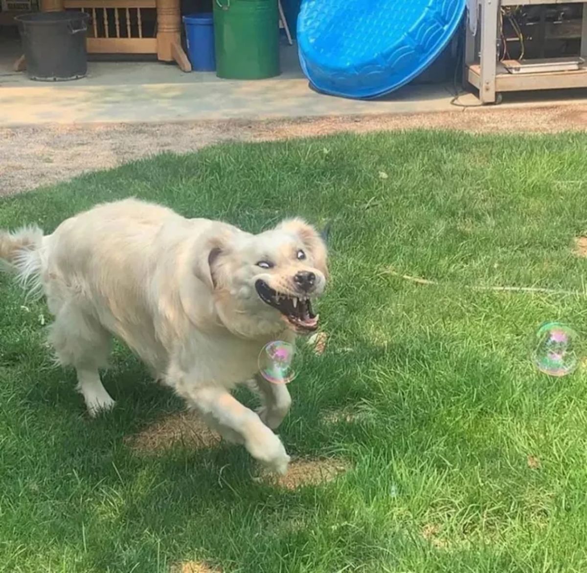 golden retriever running on grass trying to catch bubbles